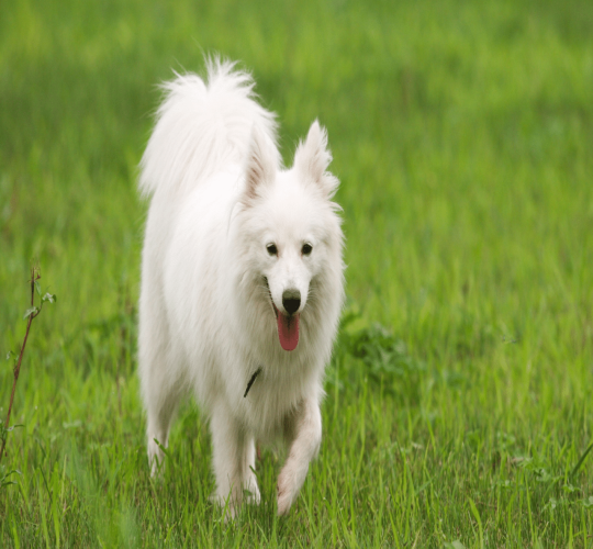 Japanese Spitz