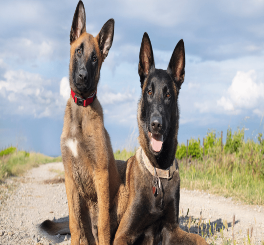 Belgian Shepherd