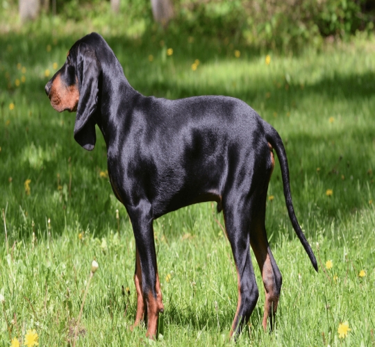 Coonhound