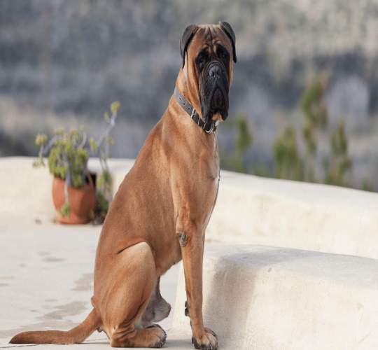 Bullmastiff