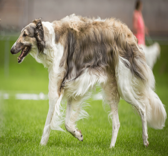 Borzoi