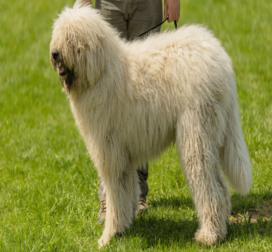 Komondor