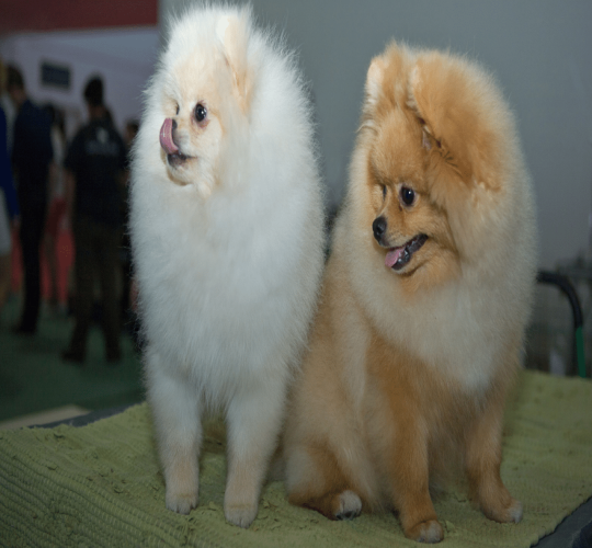 Culture Pomeranian