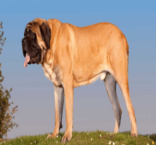 English Mastiff