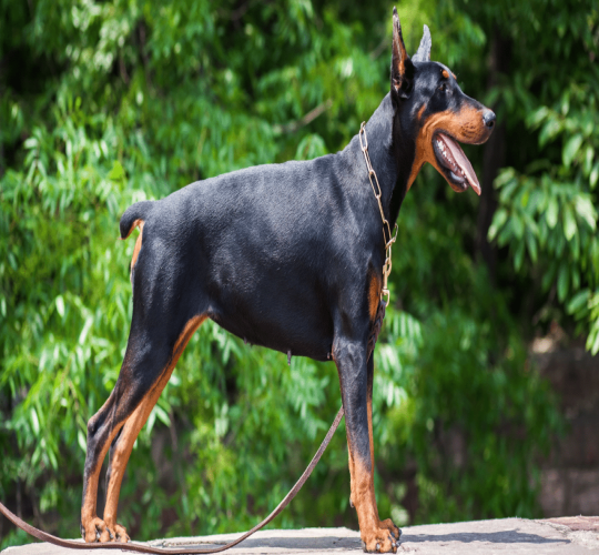Doberman Pinscher