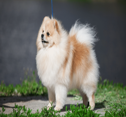 German Spitz