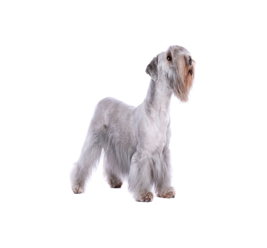 Cesky Terrier