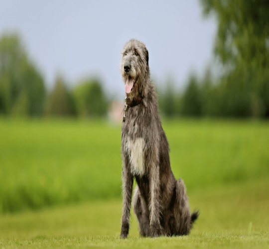 Irish Wolfhound