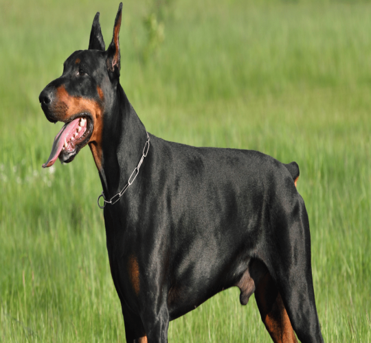 Doberman
