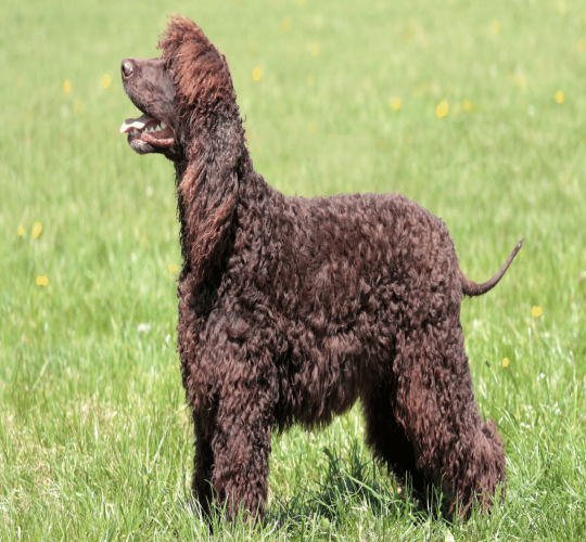 American Water Spaniel