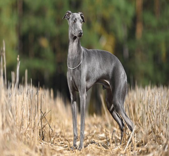 Italian Greyhound
