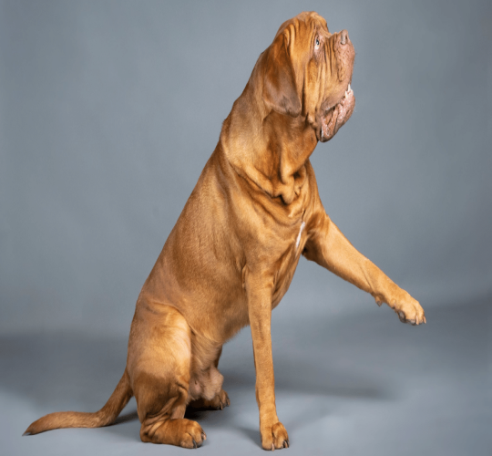 Dogue de Bordeaux