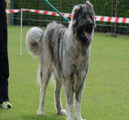 Caucasian Shepherd