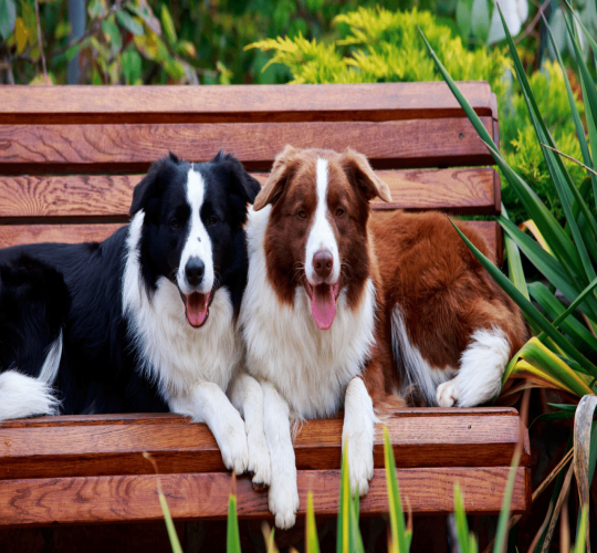 Border Collie
