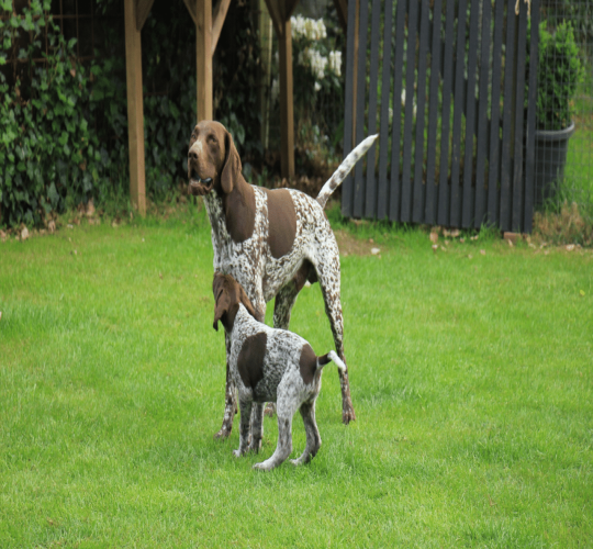 German Shorthaired Pointer