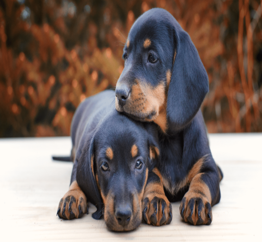 Dachshund