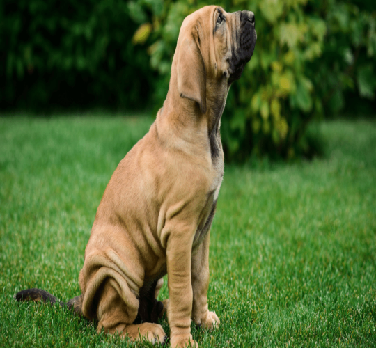 Fila Brasileiro