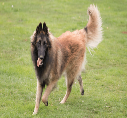 Belgian Tervuren