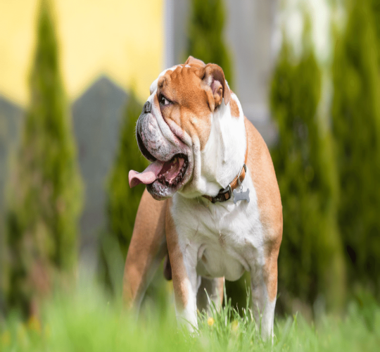 Bulldog