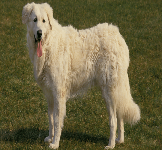 Kuvasz