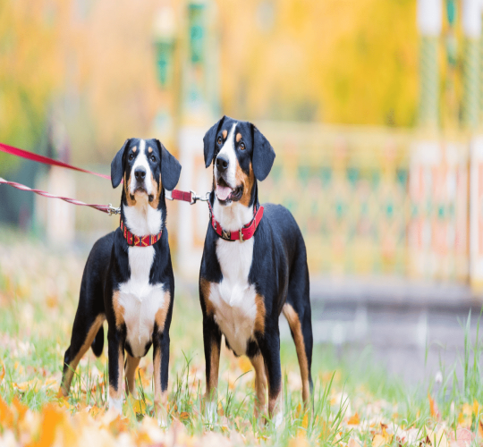 Entlebucher Mountain Dog