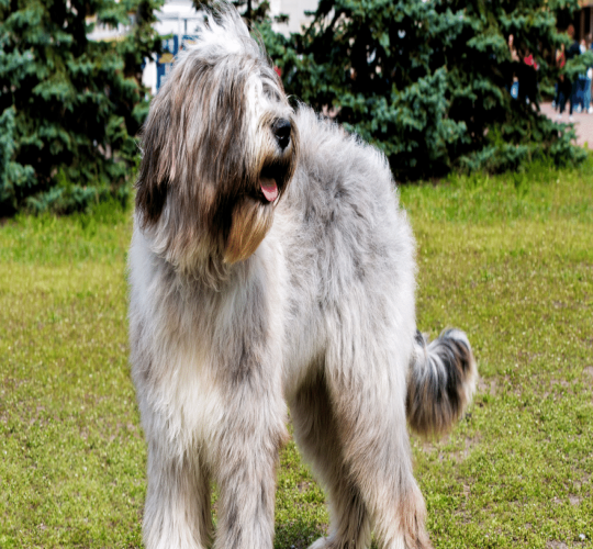 Briard