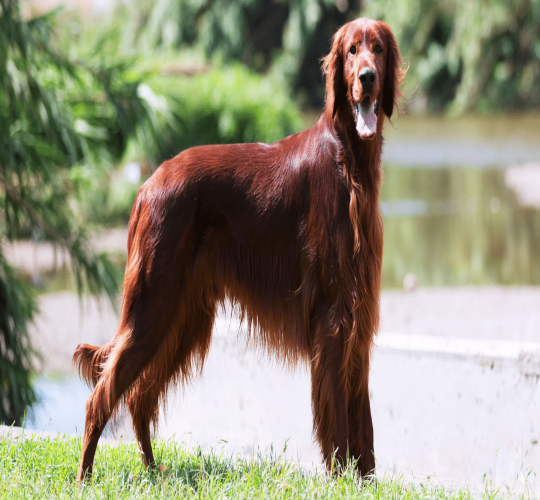 Irish Setter