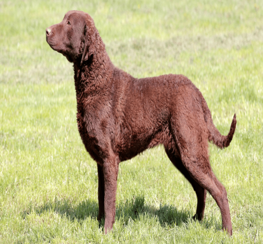 Chesapeake Bay Retriever