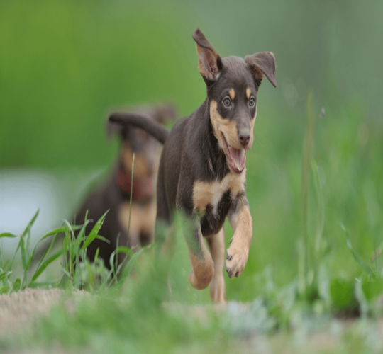Australian Kelpie