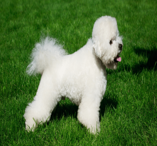 Bichon Frise