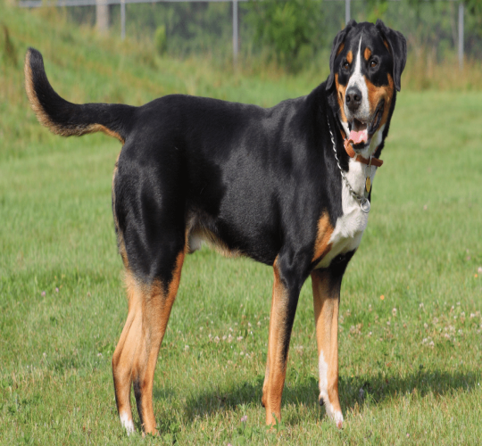 Greater Swiss Mountain Dog