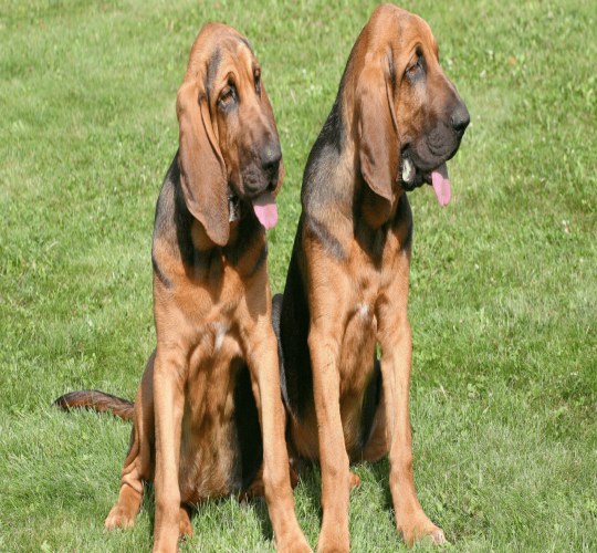 Bloodhound