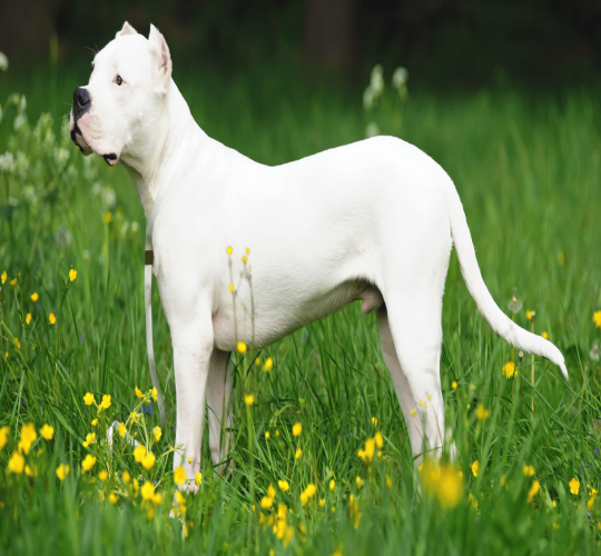 Dogo Argentino