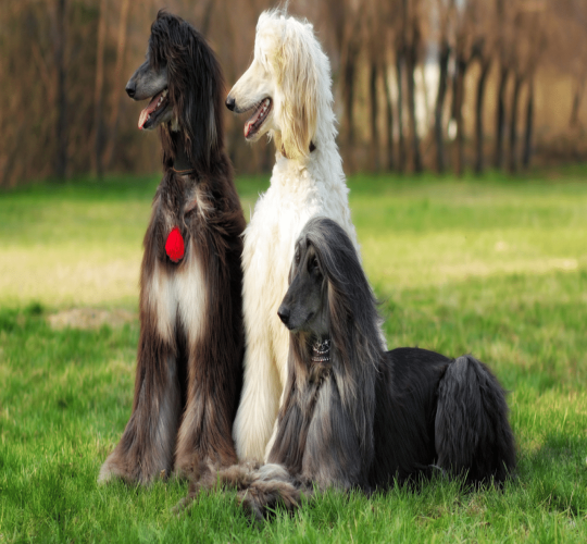 Afghan Hound