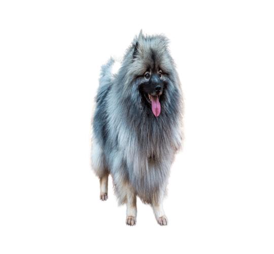 Keeshond