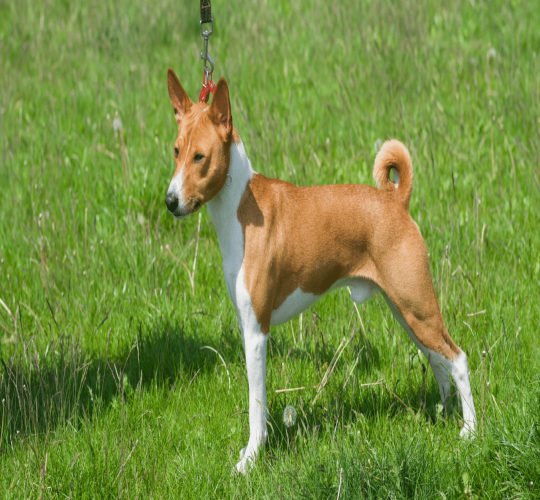 Basenji