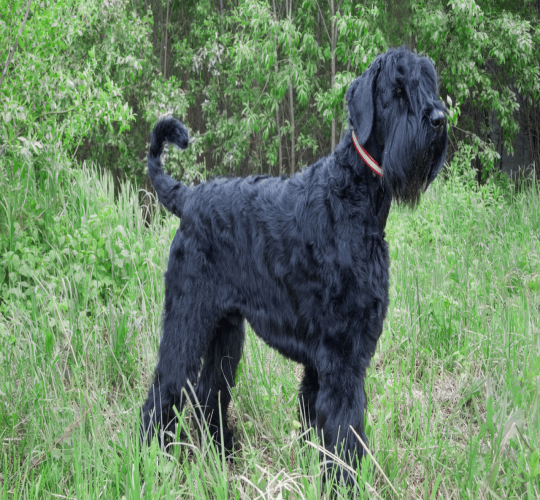 Black Russian Terrier