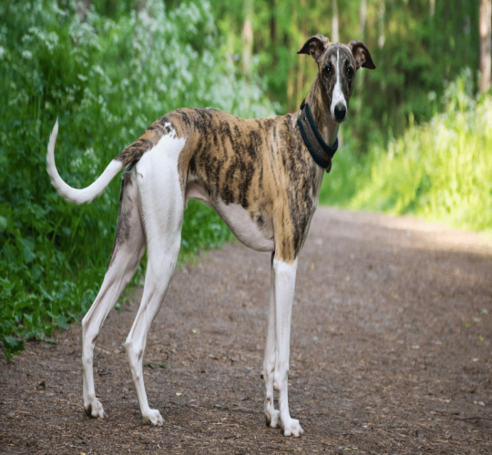 Greyhound