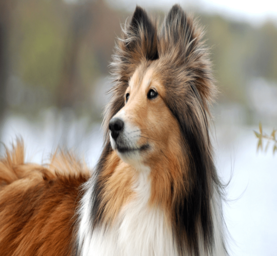 Sheltie