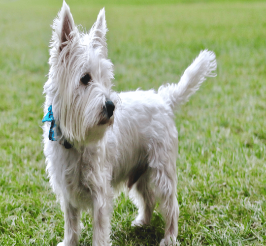 West Highland White Terrier