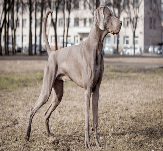 Weimaraner