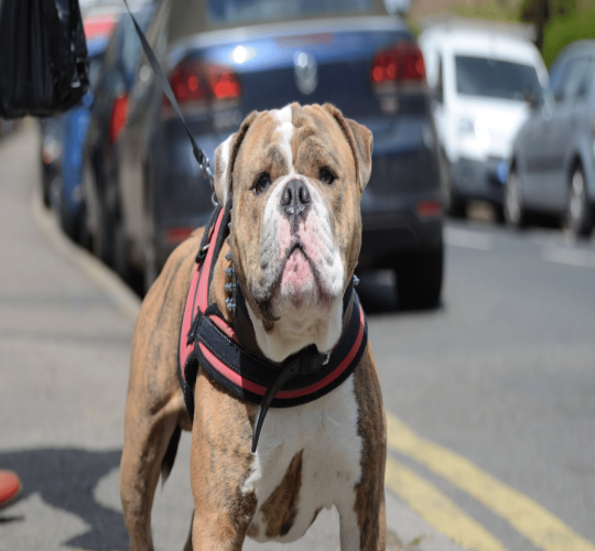 Olde English Bulldogge