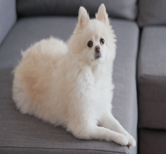 Pomeranian