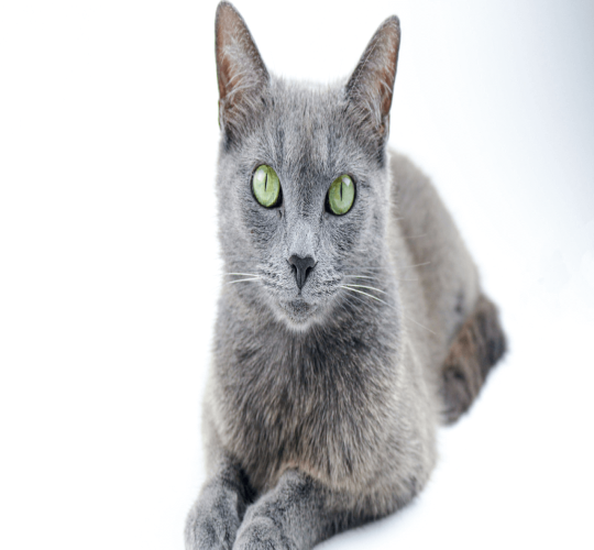 Russian Blue