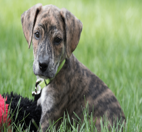 Mountain Cur