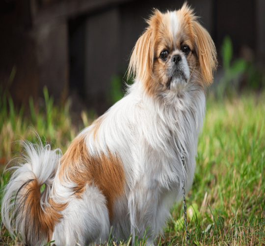 Pekingese