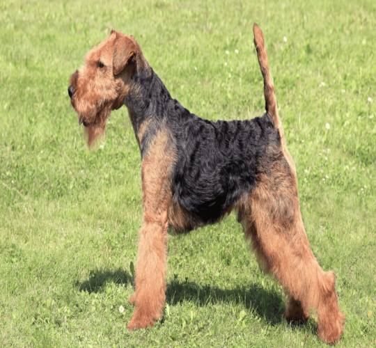 Welsh Terrier