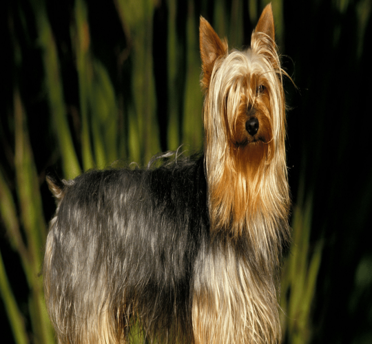 Silky Terrier