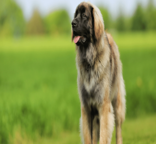 Leonberger