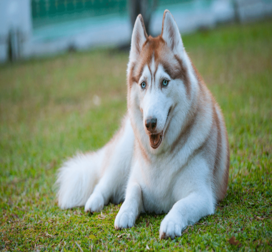 Siberian Husky
